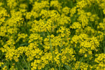 Mustard plant is any one of several plant species in the genera Brassica and Sinapis in the family Brassicaceae (the mustard family).
