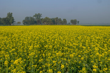 Scenery of rural houses and plants with yellow image of mustard field