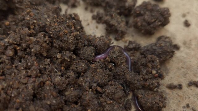 Indotyphlops braminus, commonly known as the brahminy blind snake, Odisha, India