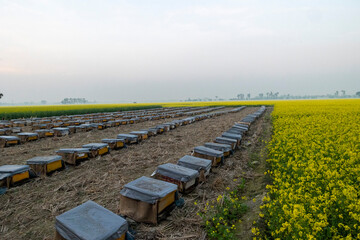 Yellow mustard field, honey bee trap to collect honey from