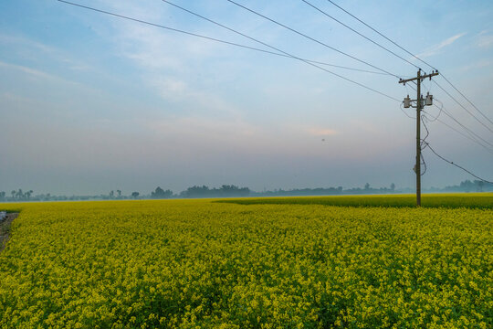 Yellow mustard fields, Electry polle scene in the background