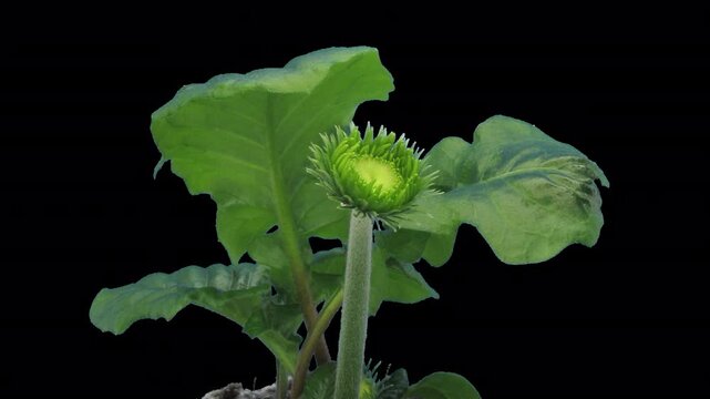 Time lapse of opening coral gerbera with ALPHA channel