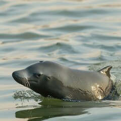 Obraz premium Rare Yangtze Finless Porpoise in the Yangtze River, China