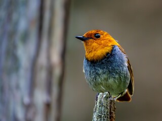 森の中で枯れ木に留まって周りを見渡しているコマドリの雄