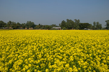 Yellow mustard fields, palm trees and village scene in the background