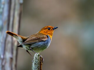 森の中で枯れ木に留まって周りを見渡しているコマドリの雄