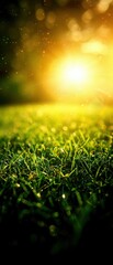 Naklejka premium A serene view of dewy grass illuminated by warm sunlight, evoking a feeling of tranquility and nature's beauty.
