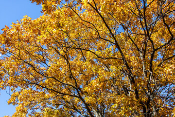 Beautiful autumn colors at Mount Magazine State Park.