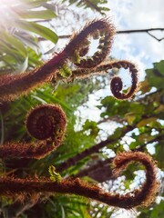 Close up of nature plant growing leaves snail shape