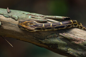 A python resting on a tree branch, blending with the natural textures. 