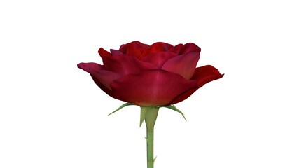 Fototapeta premium Red rose isolated on transparent background, 3D render