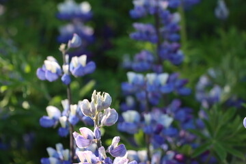 Lupine flowers summer in Iceland. Alaskan Lupine (Lupinus Nootkatensis). Bloom season. 
