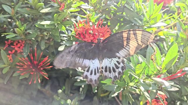 Papilio polymnestor, the blue Mormon, is a large swallowtail butterfly found in south India, Odisha.