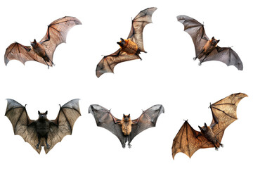 Fototapeta premium Six Bats in Various Poses with Spread Wings