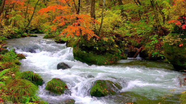 秋の奥入瀬渓流・自然音（青森県・十和田市）