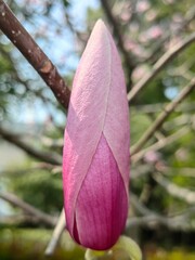 Obraz premium A shallow focus closeup shot of pink tree branch flower