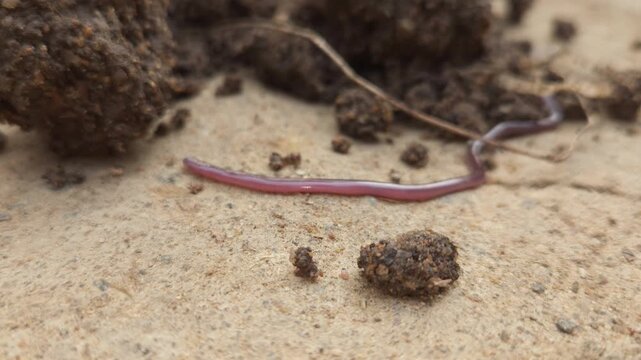 Indotyphlops braminus, commonly known as the brahminy blind snake, Odisha, India