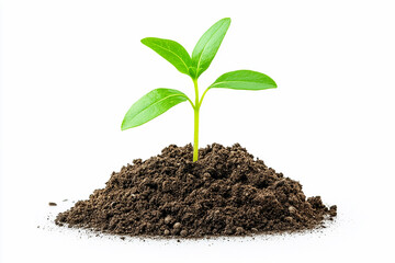 A green sprout growing from the soil isolated on a white background