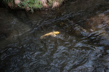 自然の川を泳ぐ金色のコイ