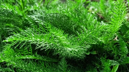 Green background, wallpaper, nature, leaves, bush, tree, nature