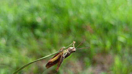 House Cricket on a blade of grass on a green background