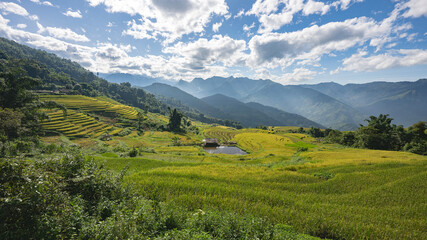 Obraz premium Landscape with green and yellow rice terraced fields and cloudy sky near Sapa in northern Vietnam 