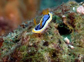 A Chromodoris Annae nudibranch on corals Boracay Island Philippines