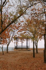 Many trees in golden autumn