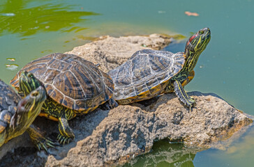 turtles basking and swimming in the sun