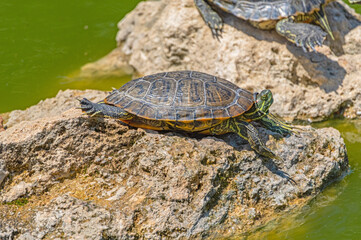 turtles basking and swimming in the sun