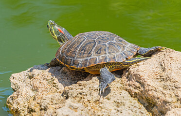 red-eared turtle basking in the sun