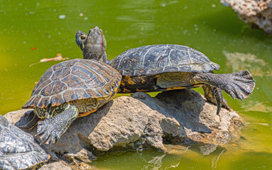 turtles basking and swimming in the sun