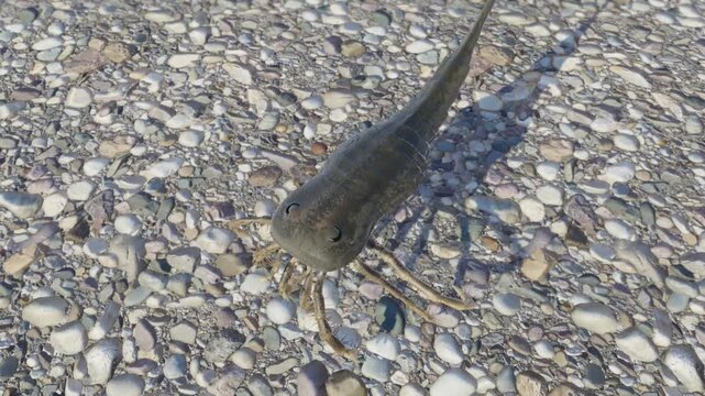 An animation of prehistoric Eurypterid Kokomopterus (Sea Scorpion) walking on a Silurian Period tidal flat 418 million years ago. Eurypterids are extinct arthropod ancestors of spiders and scorpions