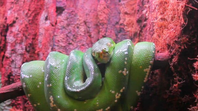 green three python rests on a branch with a rock background