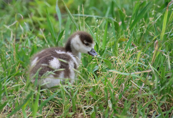 cute little gosling on an Egyptian goose, Egyptian gosling, cute baby goose in the meadow