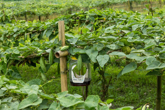 A picture of pointed gourd taken from a village in Bangladesh