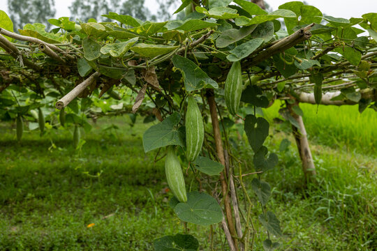 Closeup image of Pointed gourd.In Bangladesh it is known as pot০l.