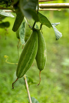 Closeup image of Pointed gourd.In Bangladesh it is known as pot০l.