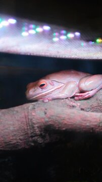The Australian pug frog is a rare species of pink, the frog is silent on the wooden branch