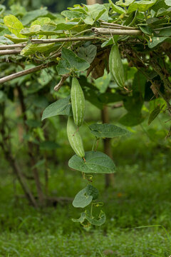 Closeup image of Pointed gourd.In Bangladesh it is known as pot০l.