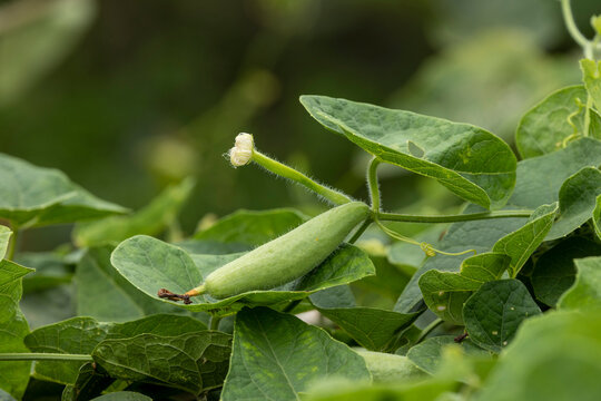 Closeup image of Pointed gourd.In Bangladesh it is known as pot০l.