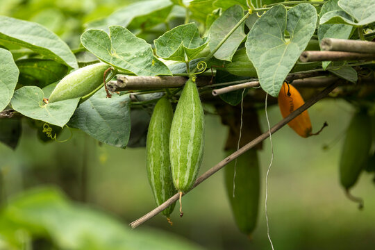 Closeup image of Pointed gourd.In Bangladesh it is known as pot০l.