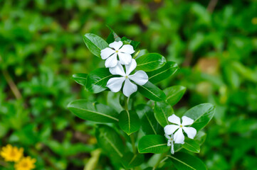 Catharanthus roseus G Don ,APOCYNACEAE or Madagascar periwinkle or Vinca or Old maid flower