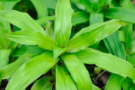 Basket Plant, Chain Plant or Inch Plant or Callisia fragrans or Commelinaceae