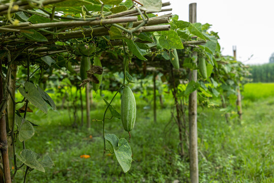 Pointed gourd plant, pointed gourd tree in Bogra, Bangladesh.