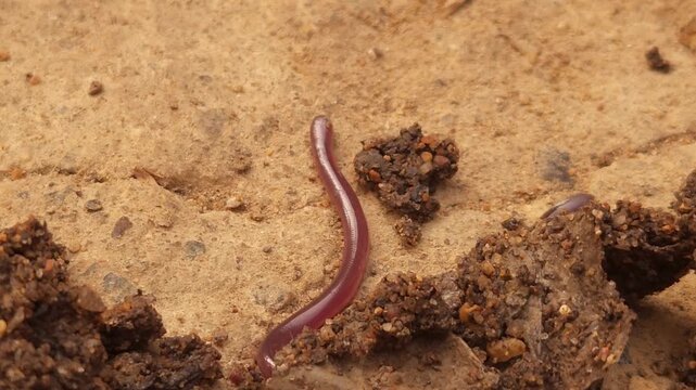 Indotyphlops braminus, commonly known as the brahminy blind snake, Odisha, India