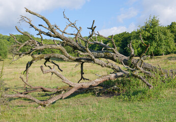 Fototapeta premium tree in the field