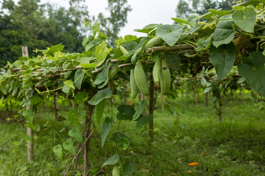 Pointed gourd plant, pointed gourd tree in Bogra, Bangladesh.