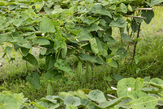 Pointed gourd plant, pointed gourd tree in Bogra, Bangladesh.