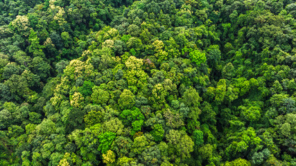 Autumn Tones of Aerial top view forest tree, Rainforest ecosystem and healthy environment concept and background, Texture of green tree forest view from above.	
